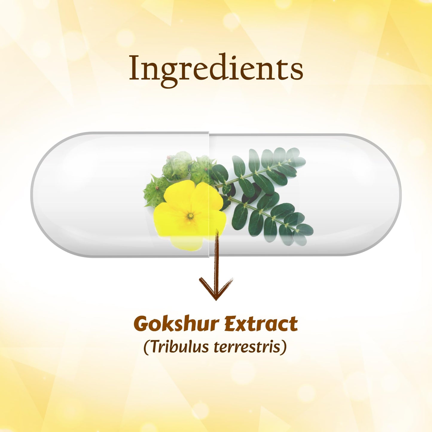 Planet Ayurveda Tribulus Power- Herbal Supplement, 60 Capsules - Gokshur Extract (Tribulus terrestris), 500 mg, Vegetarian