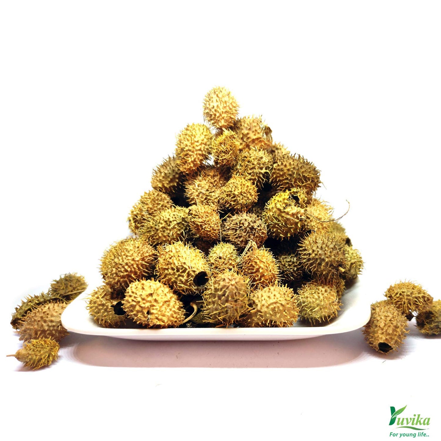 YUVIKA Bindal Doda - Devdali - luffa echinata (100 Grams)- image 4