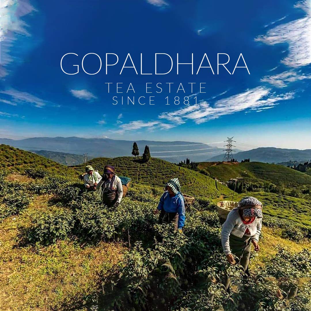 Gopaldhara Darjeeling Tea Special Muscatel Black 100 grams Tin Can - (Classic Series) FTGFOP1 Traditional & Authentic Second Flush Muscatel Black Tea