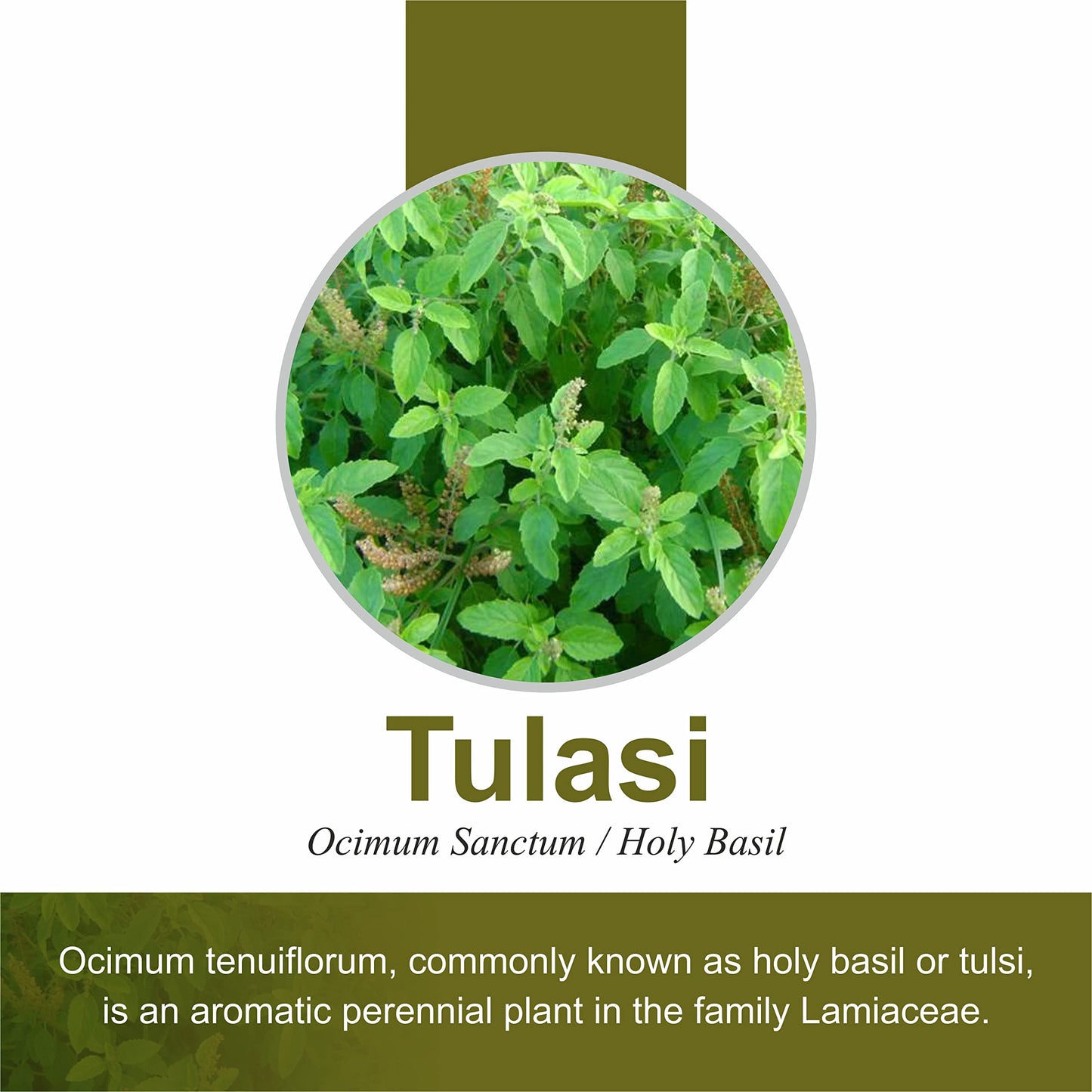 Herb Essential Tulsi Tablet, 500 Mg, 60 Tablets | Respiratory Wellness- image 6