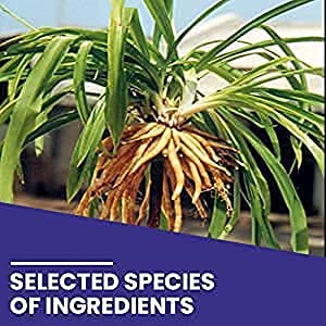 Kamdhenu Safed Musli Powder | Asparagus Adscendens roxb | Chlorophytum- image 5