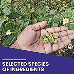 Kamdhenu Ayurvedic Gokhru Powder for Wellness, Improves Digestion, Phys- image 4