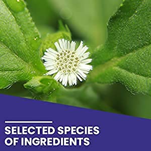 Kamdhenu Bhringraj Powder | Bhangra Powder | Eclipta Alba (250 Gram)- image 5