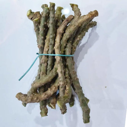 TDS PLUS WRAP Natural Neem Giloy Sticks 7 Inch Pack of 10 Fresh Guduchi Stem for Immunity Support Ayurvedic Herb for Kadha Juice and Daily Health Care