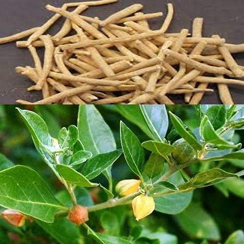 Village Organica Ashwagandha Powder 100g | Authentic Hand-Pounded Witha- image 5