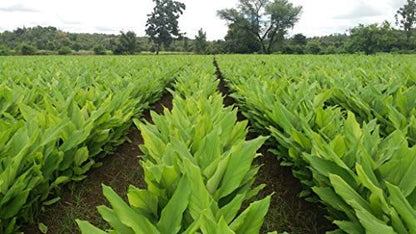 CARMEL ORGANICS Turmeric Root Powder(340 g (Pack of 1))| Haldi Powder | Jaivik Bharat Certified | Non-GMO | Chemical Free & Pesticides Free | No Added Preservative | Manjal Podi/Pasupu Podi