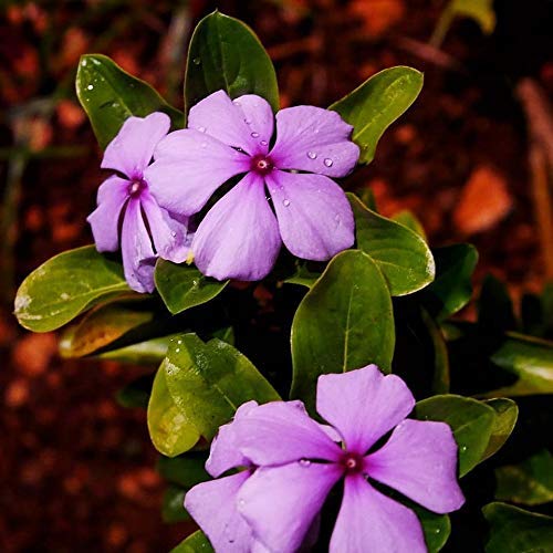 Neotea Flax Nithya Kalyani Powder 300 GM | Sadabahar Rosy Periwinkle |- image 4