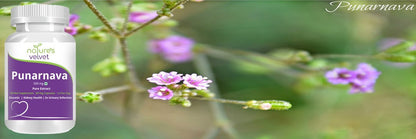 Natures Velvet Lifecare Punarnava Pure extract 500 mg 60 Capsules pack- image 4