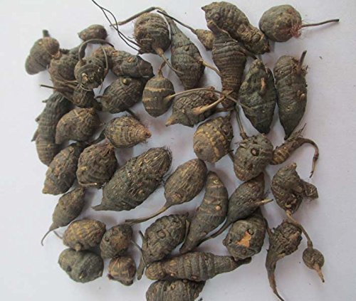 Neotea Korai Kilangu Powder | Cyperus Rotundus | Nagarmotha Nut Grass R- image 2