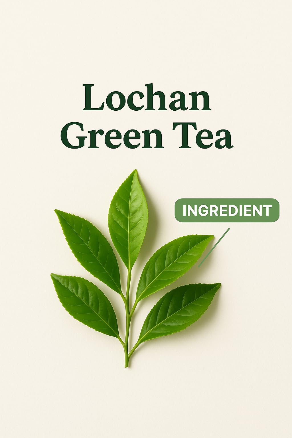 Lochan Premium Green Tea 100% Natural Loose Leaf | Rich in Antioxidants | Organic Green Tea Leaves | Natural Antioxidant Boost for Detox, Immunity & Metabolism | 150 g Loose Leaves