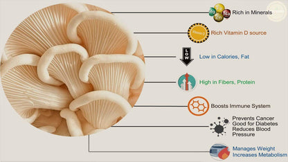 ERBZENERG® Spirulina (Arthrospira platensis) 60 Capsules and Oyster Mushroom 60 Capsules (Pack of 1)