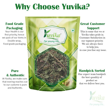 YUVIKA Podina Patta - Pudina - Mentha Arvensis Linn - Mint Leaves (400- image 3
