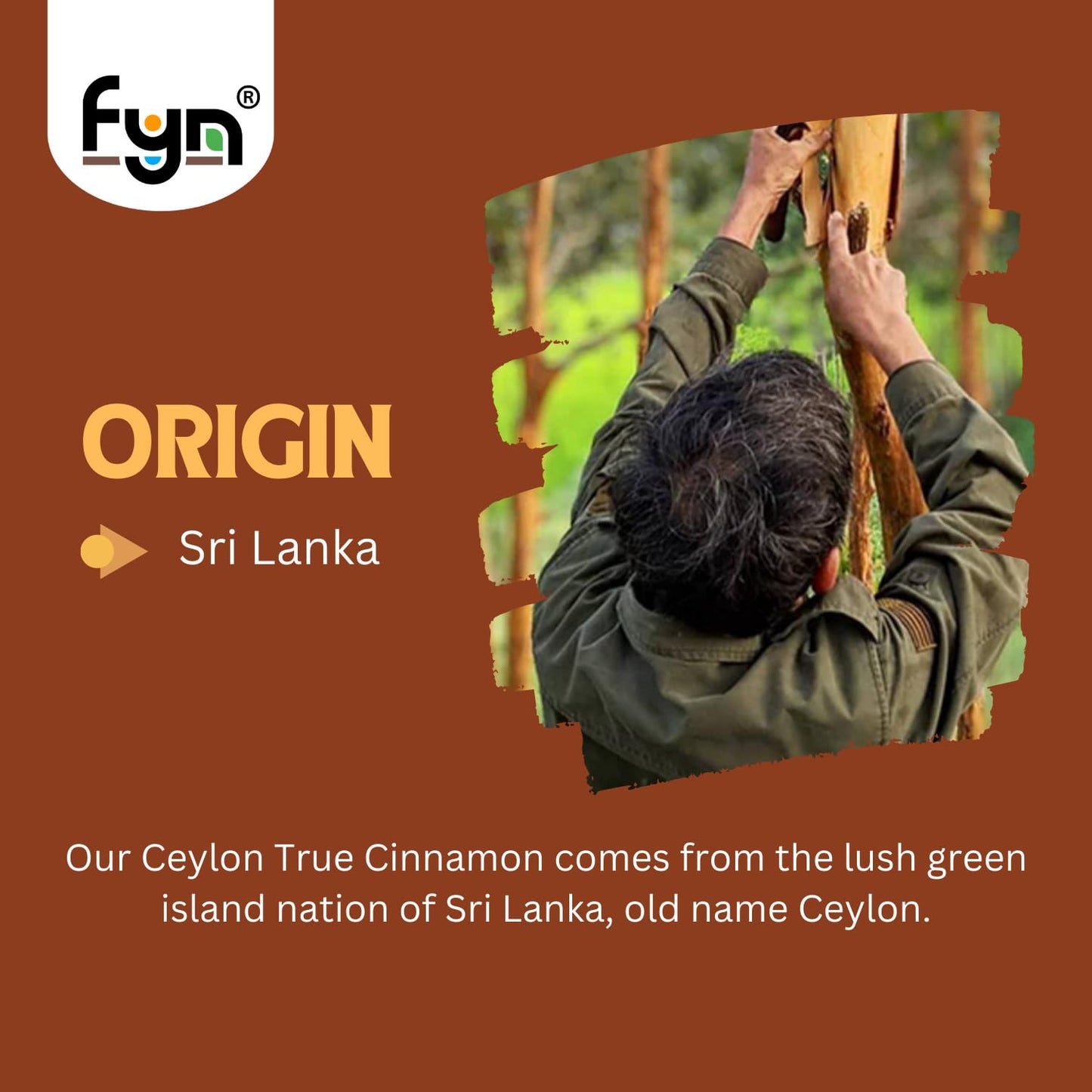 FYN True Sri Lankan Cinnamon Quills (200 grams) /World's Finest Ceylon Dalchini | True Sri Lankan Dalchini Rolls | Low Coumarin