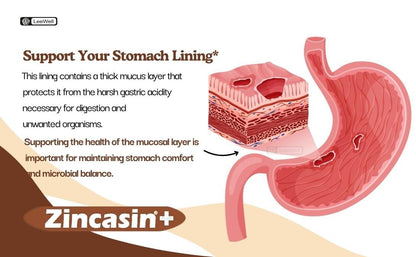 zincasin +plus Zinc L carnosine, Vitamin U, DGL Deglycyrrhizinated Lico- image 7
