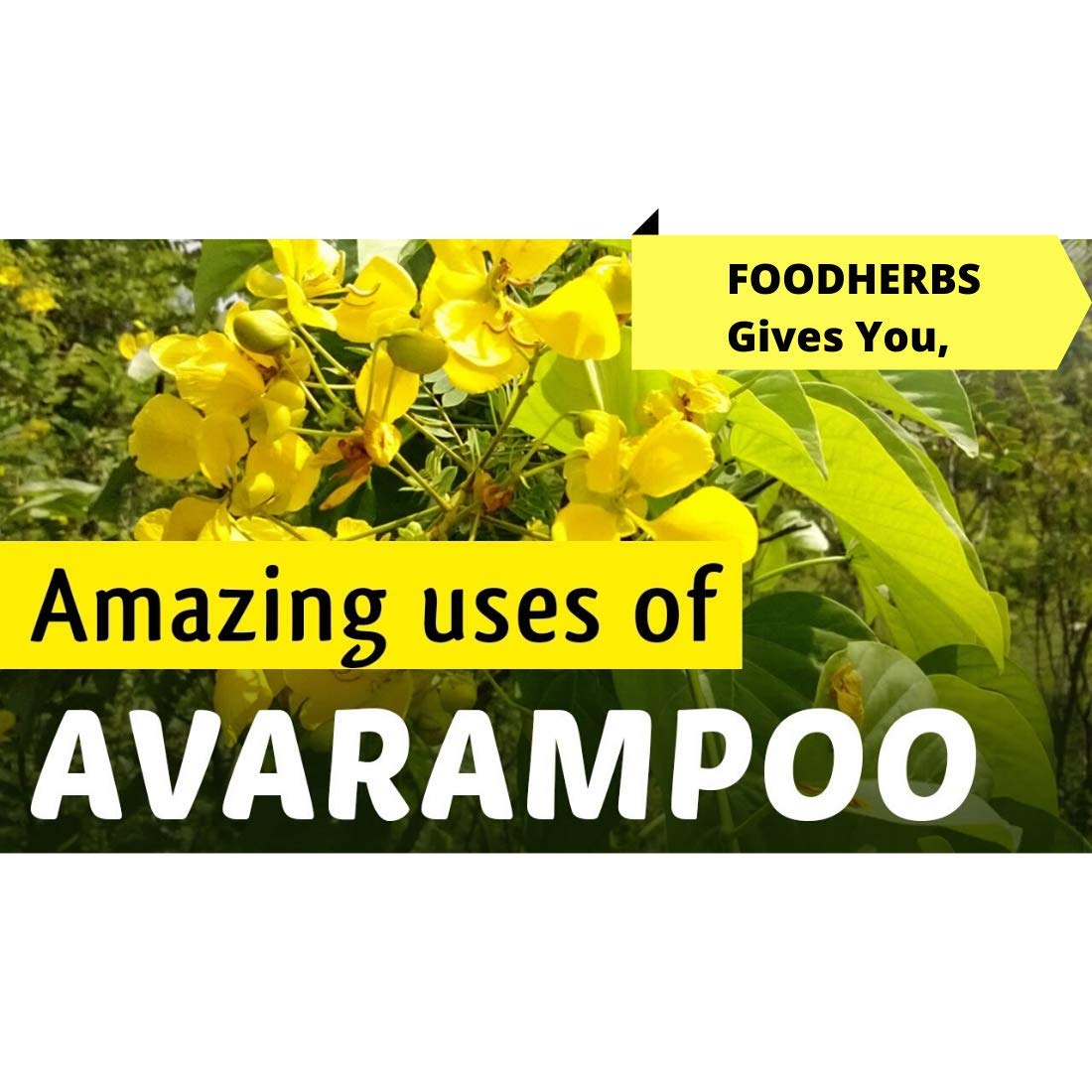 Foodherbs Avarampoo Powder | 200g | Pure Senna Flower Powder for Skin G- image 6