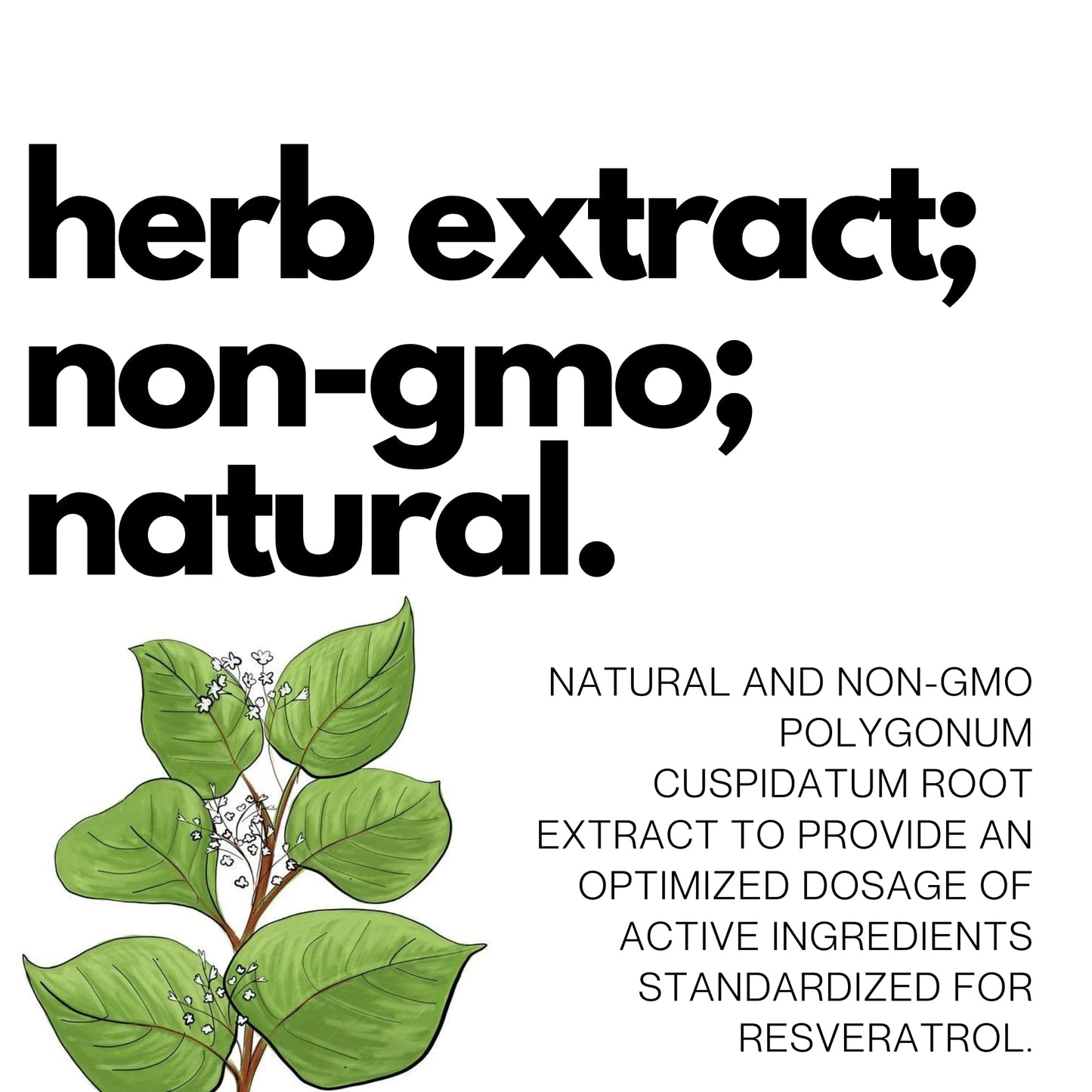 FOLIUS LABS Ultra High Purity Resveratrol Capsules 250mg - 99% Trans-Re- image 6