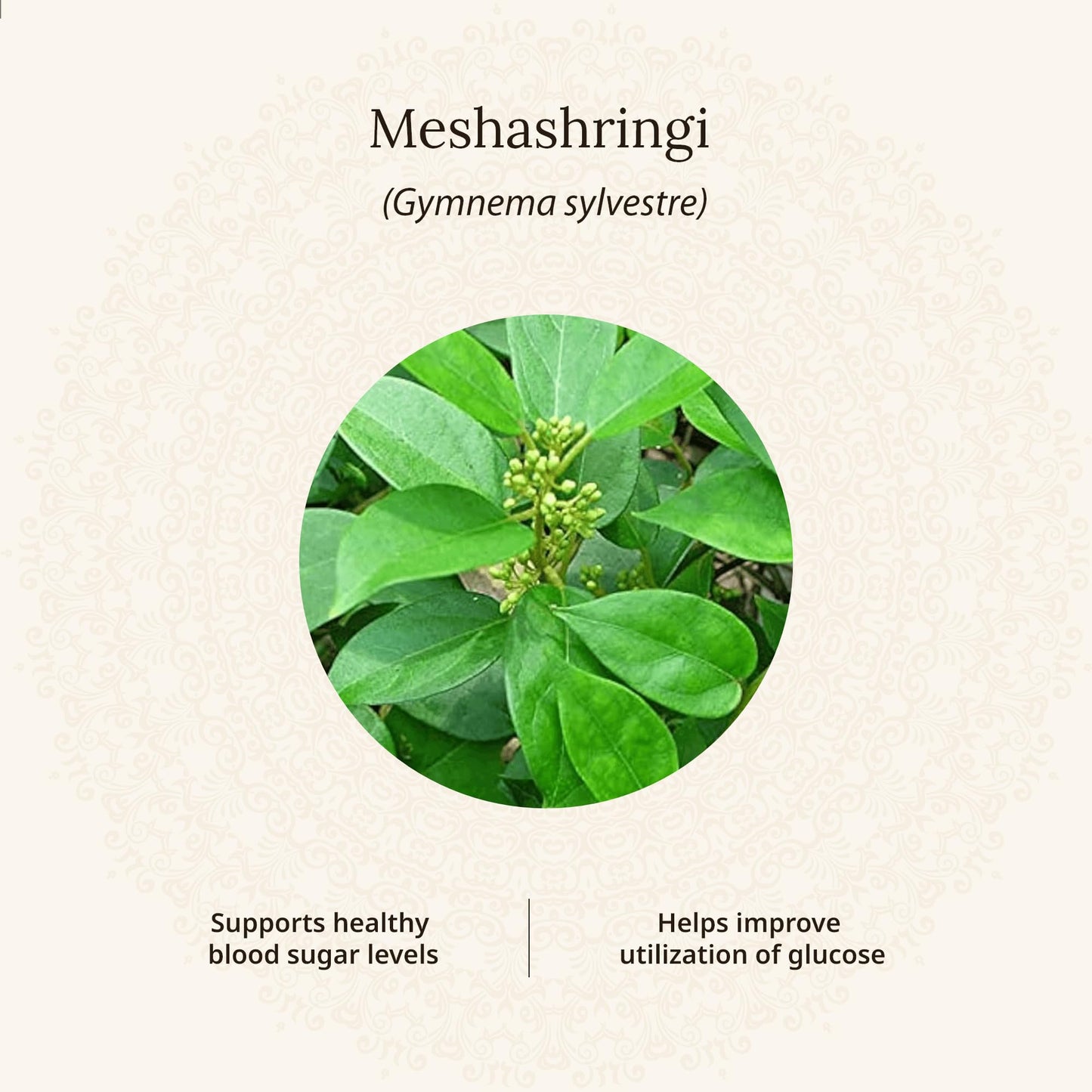 Amarantha Diabulin Tablet - Ayurvedic Blood Sugar Support (60 Tablets) | GMP Certified | Tested for Heavy Metals & Microbes | With Extracts Meshashringi, Bijak & Karela