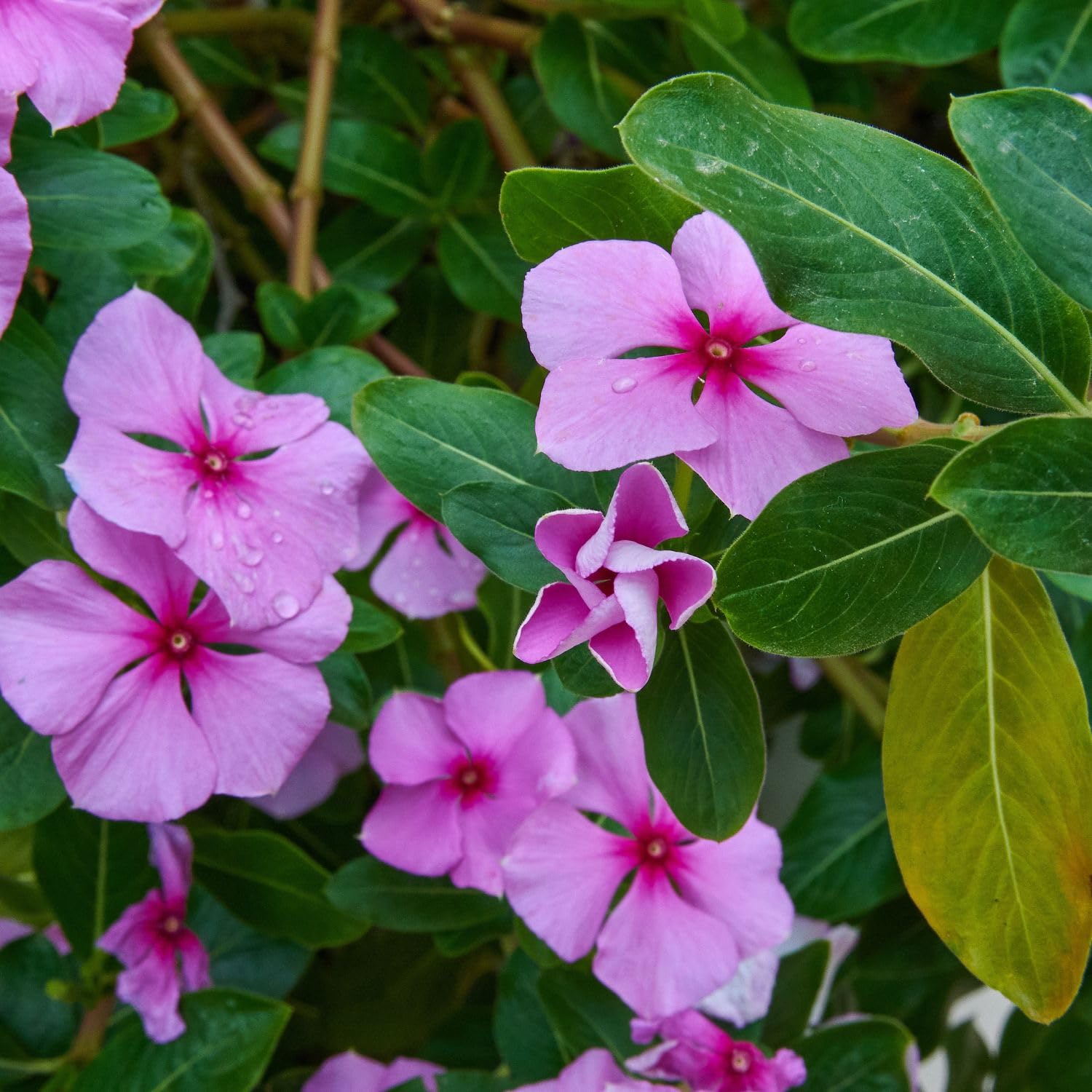 Neotea Nithya Kalyani Powder | Periwinkle Powder| Sadabahar, Old Maid F- image 3