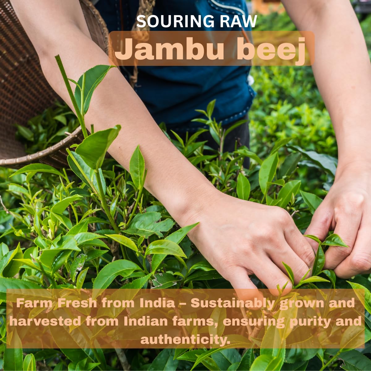 MORSAN HEALTHCARE | Jambu Beej Capsules 500mg – 60 Count | Vegetarian | Plant-Based | Herbal Supplement | No Artificial Additives | Gluten-Free | Organic (pack of 2)