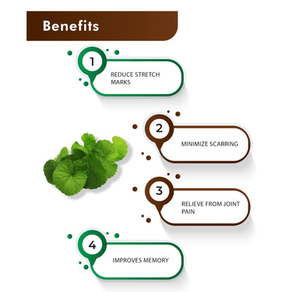 H&C Herbal Ingredients Expert Natural Gotu Kola/Centella Asiatica/Mandu- image 2