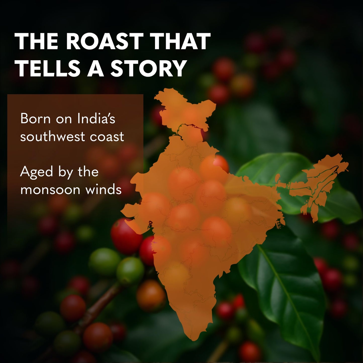 THIRD WAVE COFFEE | Monsoon Malabar Aa | 100% Arabica | Medium Roast | Whole Beans | 250 grams | Pouch