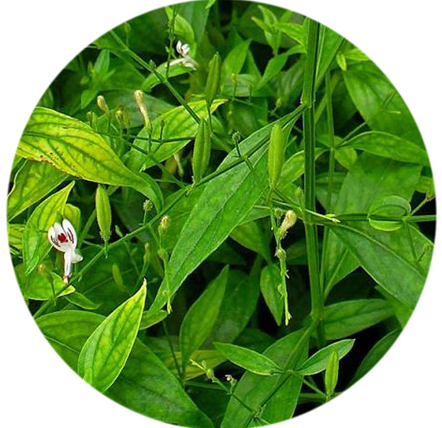 Saara HERBAL FRESH Nilavembu Powder, Chirata, Kirayata,Kalmegh, Siriyan- image 5