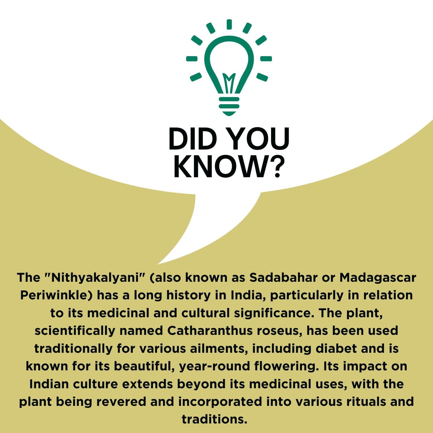 Neotea Nithya Kalyani Powder | Periwinkle Powder| Sadabahar, Old Maid F- image 5