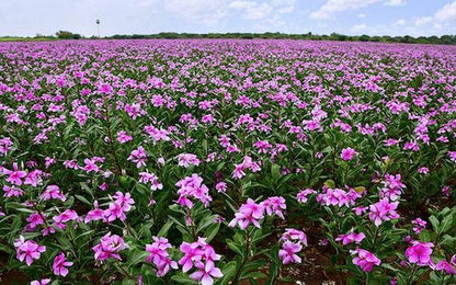 Neotea Flax Nithya Kalyani Powder 300 GM | Sadabahar Rosy Periwinkle |- image 6