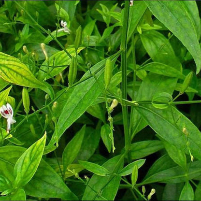 Saara HERBAL FRESH Nilavembu Powder, Chirata, Kirayata,Kalmegh, Siriyan- image 4