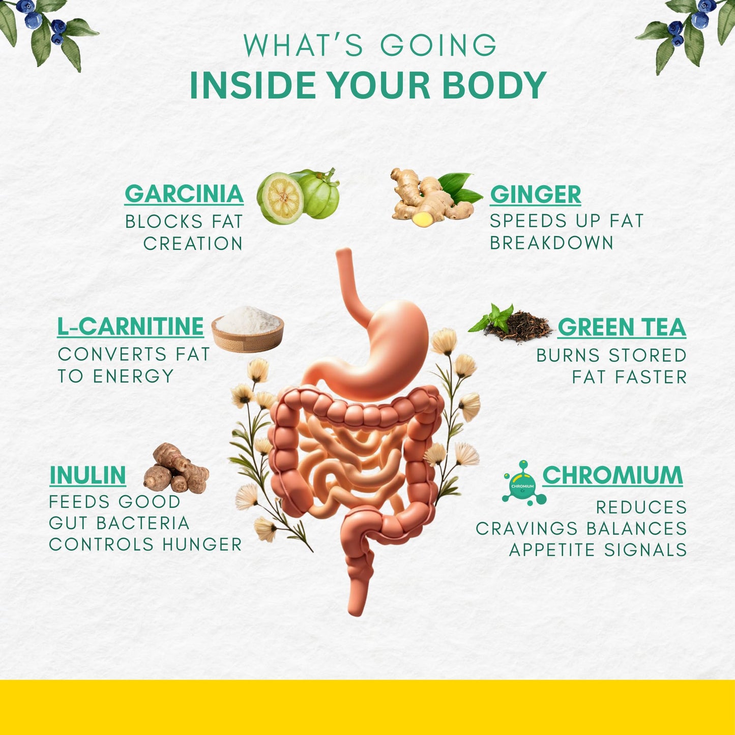 Revaya Body Reset | Plant-based Wellness Powder, Helps in Weight Loss & Metabolism Support with Garcinia, Green Tea & L-Carnitine | Sugar-Free & Natural Formula | 15 Sachets | Mixed Berry Flavour