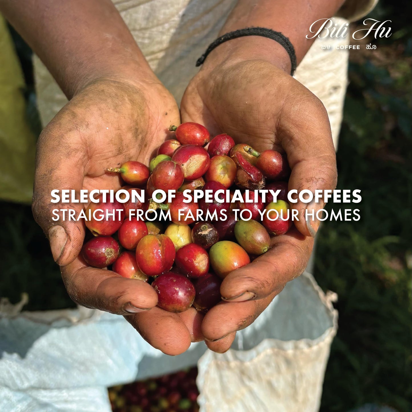 Bili Hu Coffee, Mokapot Grind Arabica Coffee Aghora Estate, Medium Roast, (Pack of 1, 250 Gram)