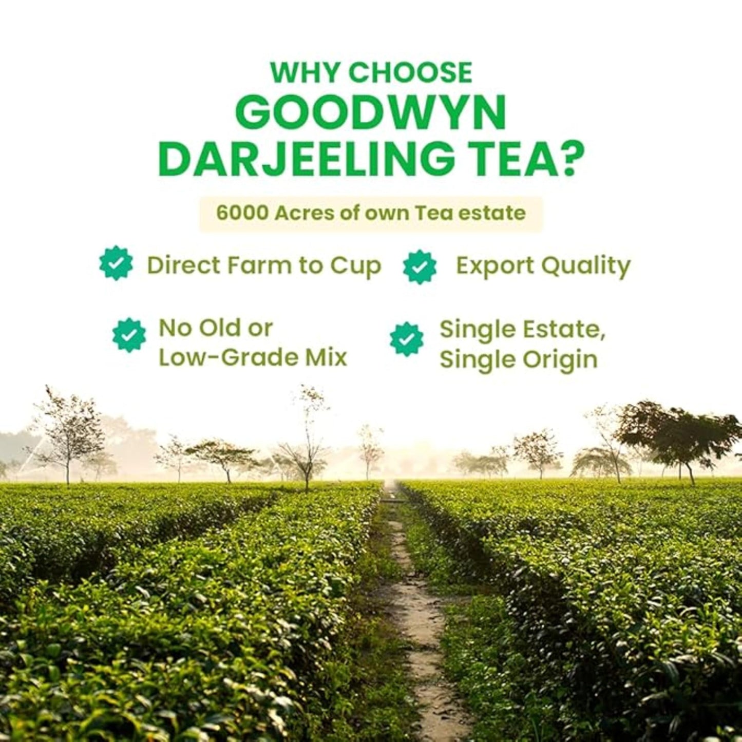 Goodwyn Darjeeling First Flush Tea - 100g Loose Leaf | Handpicked Black Tea in Reusable Tin | Fresh, Aromatic & Rich in Antioxidants | Estate Fresh & Trusted by 1000+ Hotels