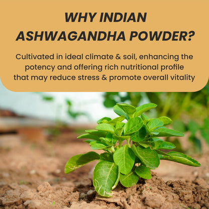 MYHERB 100% Pure Natural Organic Ashwagandha Powder || 100 Gm || Withania Somnifera || Ayurvedic Formula || Support for Stress-free Living- For Men And Women