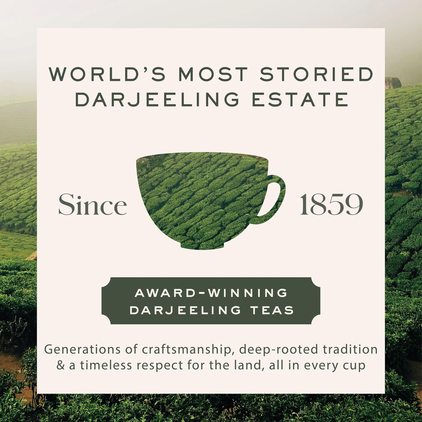 Makaibari Green Bru Darjeeling | Tea Bags| Premium Green Tea | Anti-Oxidants, Immunity Booster | 100 Tea bags