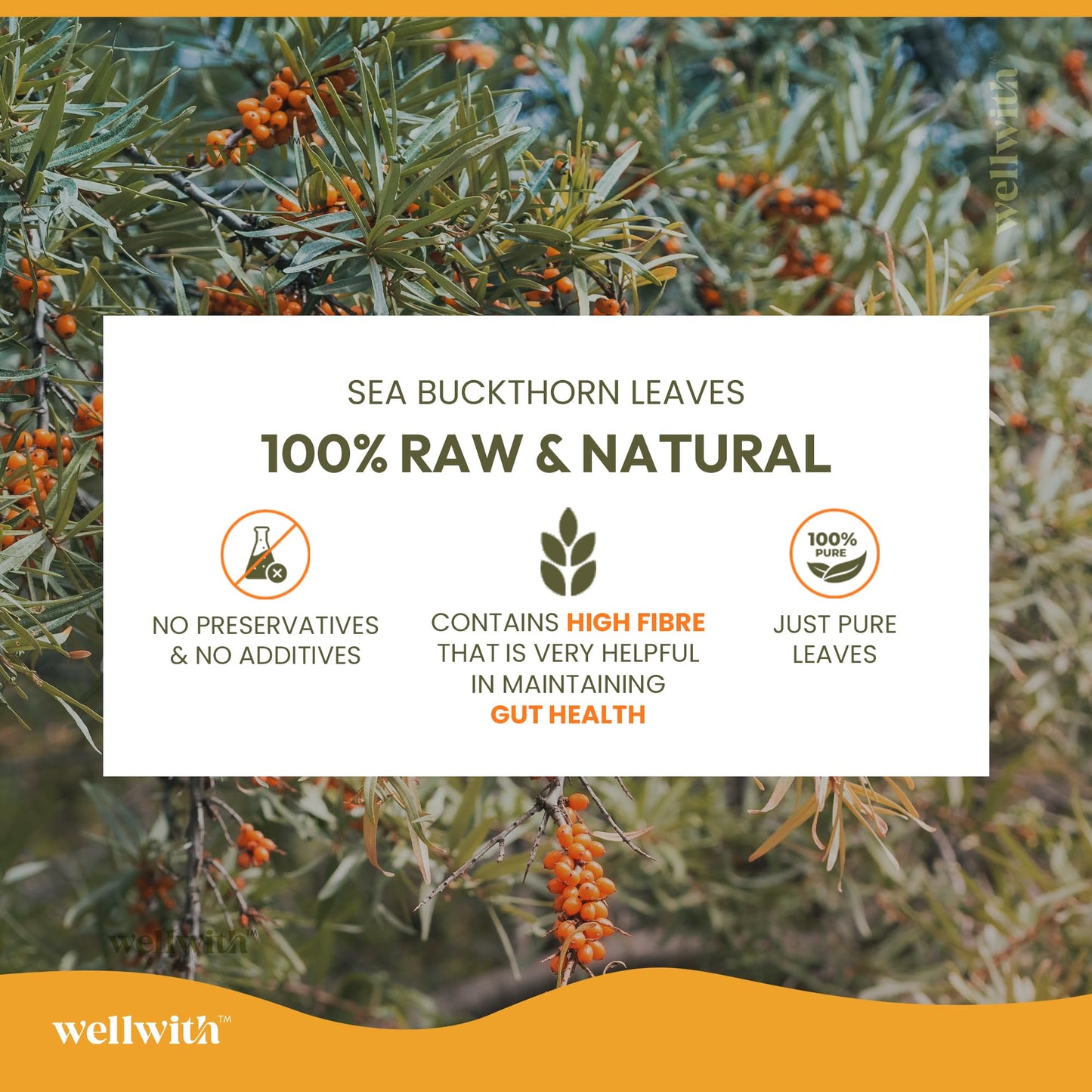 Wellwith by Ayuzera Sea Buckthorn Raw Leaves Tea, Good For Skin and Immunity, For a Healthy Lifestyle - Himalayan Seabuckthorn Herbal Leaf Tea - Pure & Natural (50g)