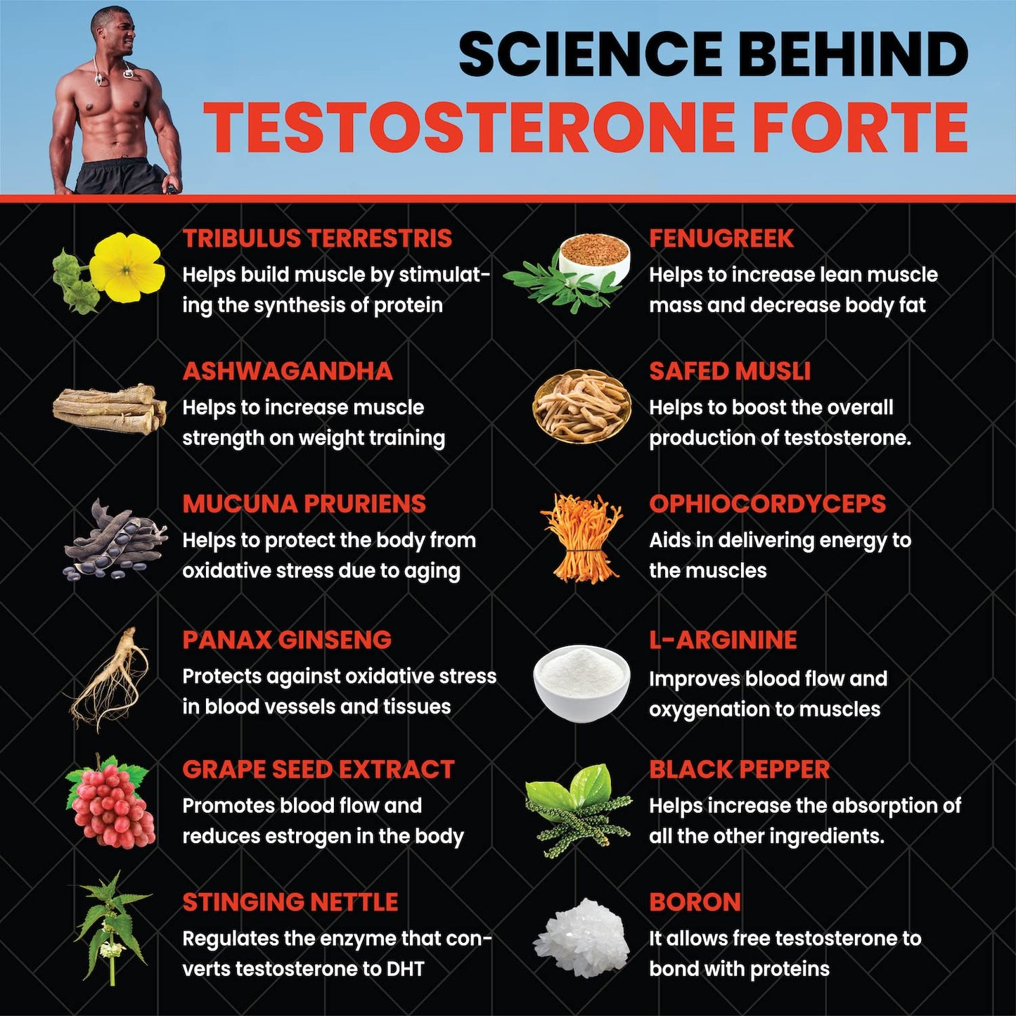 Healeo Testo Forte, 12-in-1 Testosterone Booster for Men with Tribulus, Safed Musli, Panax Ginseng, L-Arginine - Enhances Stamina, Muscle Strength & Power - Lab Tested - 60 Veg Tablets