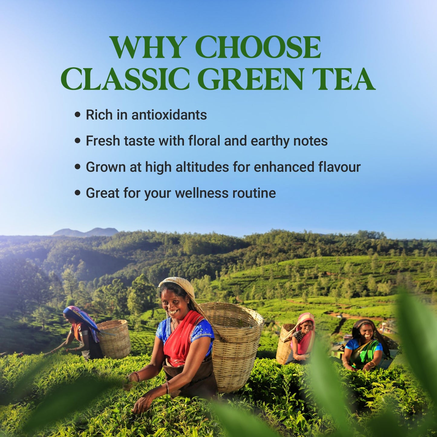Vanalaya Classic Green Tea For Weight Loss Loose Leaf Green Tea Tin 100gm