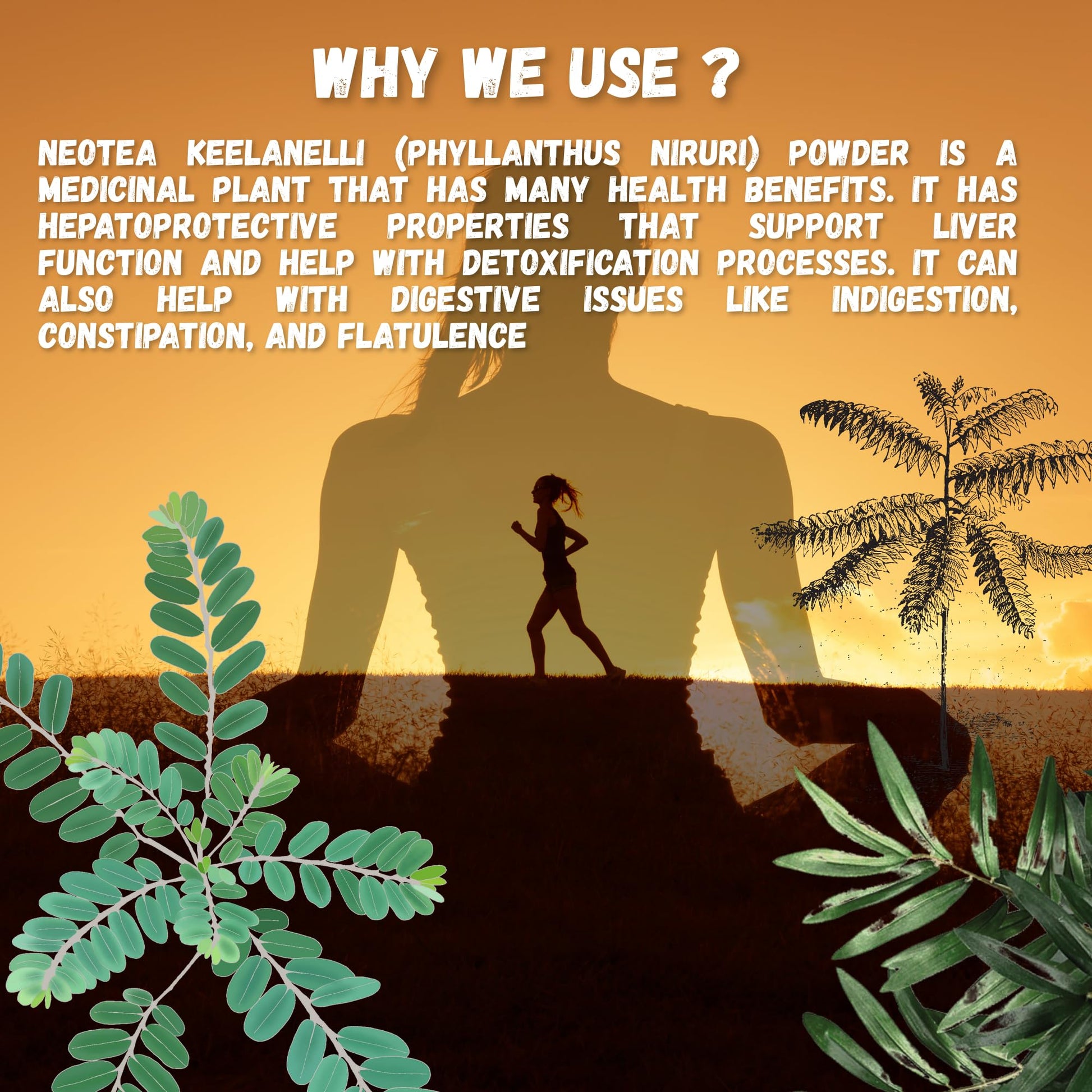 Neotea Keelanelli Powder | Bhumyamalaki | Phyllanthus Niruri | 300 GM |- image 6