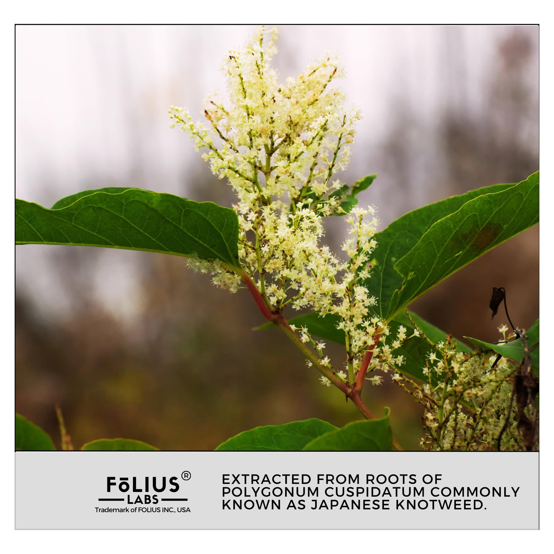 FOLIUS LABS Ultra High Purity Resveratrol Capsules 250mg - 99% Trans-Re- image 2