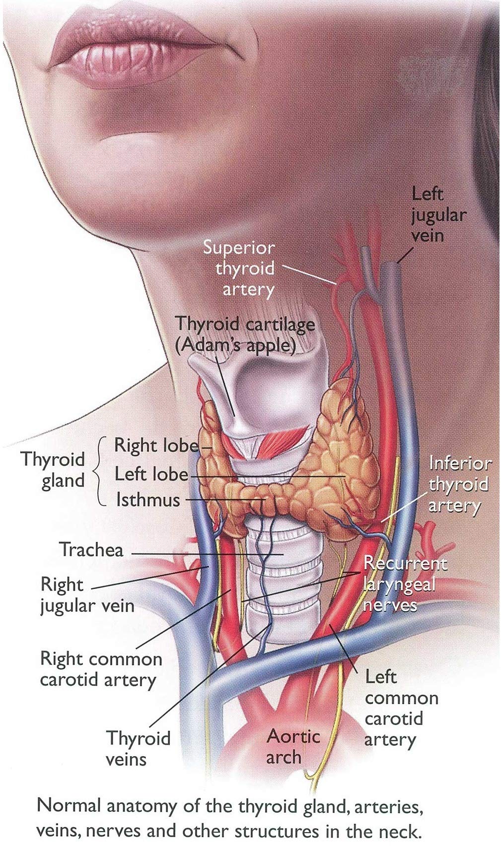 Keva Thyroid Care Tablets - Supports Thyroid Hormone Function, Healthy- image 5