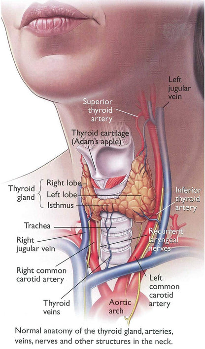 Keva Thyroid Care Tablets - Supports Thyroid Hormone Function, Healthy- image 5