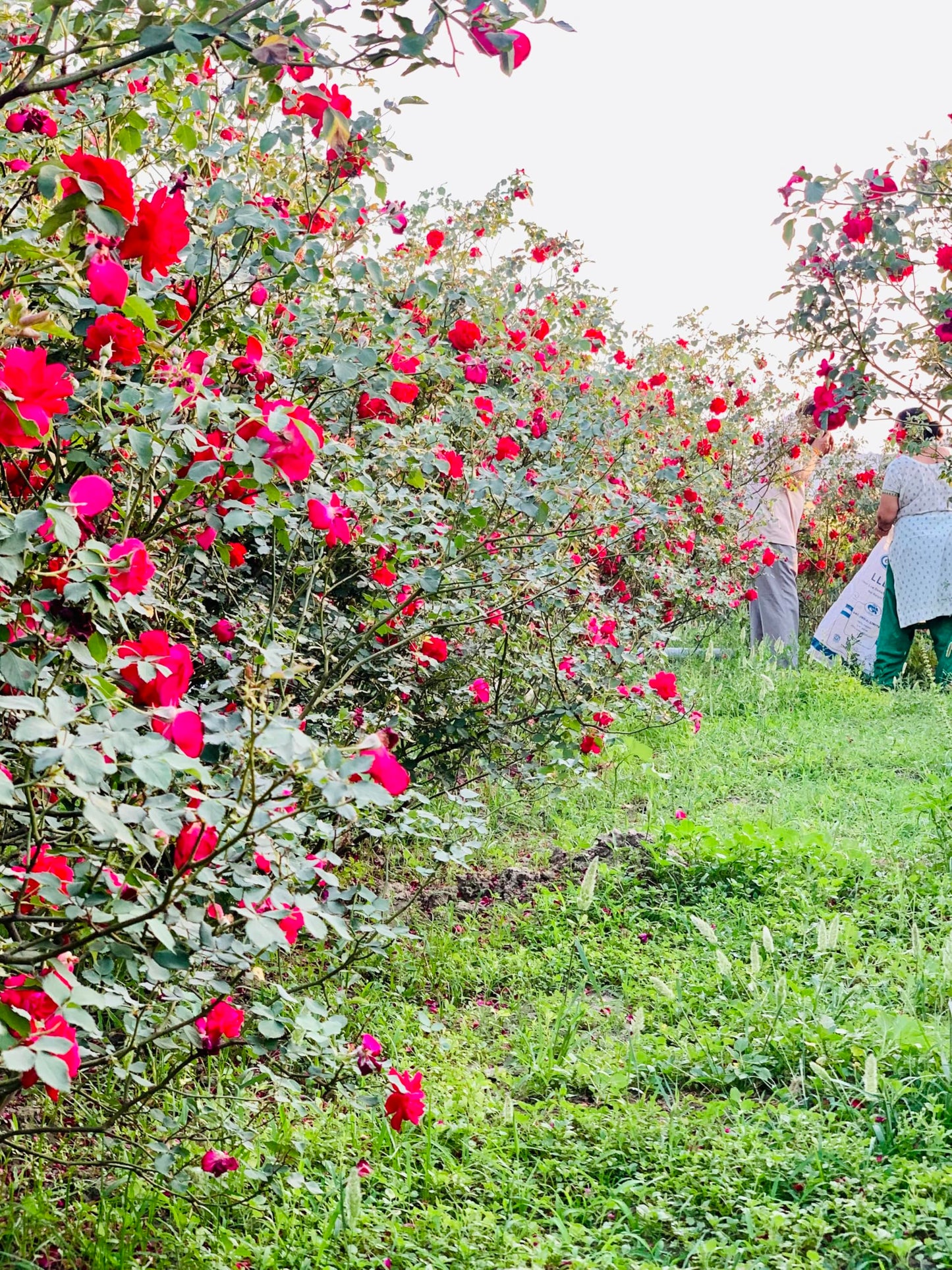 Jaivik Uttarakhand - Whole Rose Petals Tea (50 g), Organically Healthy, Natural Grown, Pack of 1