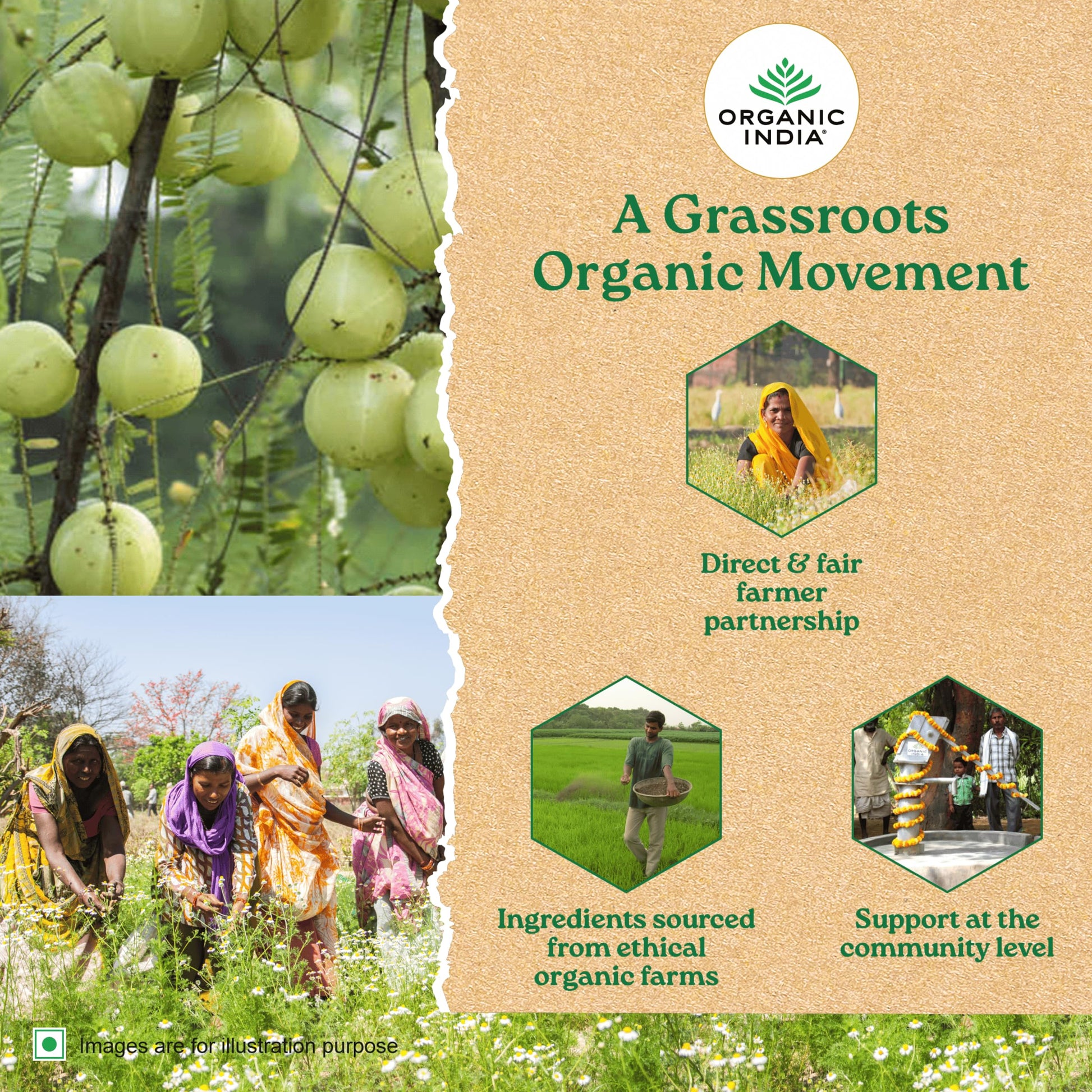 Organic India Triphala 60 Capsules Bottle- image 4