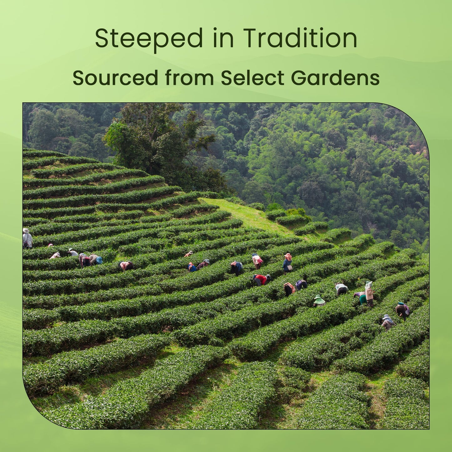 Teamonk Bodh USDA Certified Organic Darjeeling Second Flush Black Tea Leaves (No powder, 50 Cups) - 100 g. Boosts Energy. Antioxidant Properties. Boosts Heart Health and Helps reduce Blood pressure