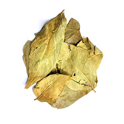 YUVIKA Harshringar Patta - Parijat Patta - Parijaat Leaves - Nyctanthes Arbor-Tristis - Night Jasmine (100 Grams)