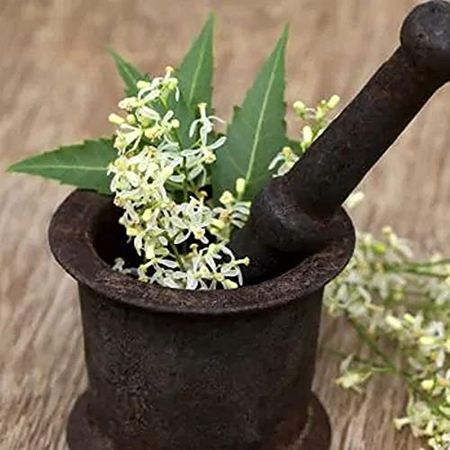 YUVIKA Neem Phool - Neem Ka Phool - Azadirachta Indica - Neem Flowers (800 Grams)