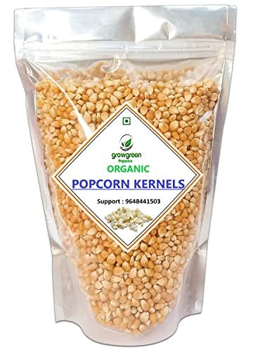 Grow Green Organic Popcorn Seed and Popcorn Kernel | Big Size Unpopped Popcorn | Pack of 500gm