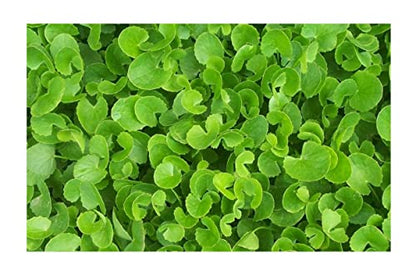 Vallarai Powder 200g | Gotu Kola | Centella Asiatica (Pack 2x100g)