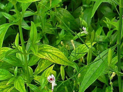 Nilavembu Powder 1Kg | Kirayata | Chirata | Kalmegh | Andrographis Paniculata