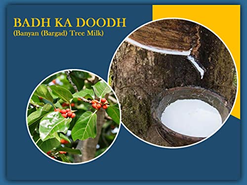 BASIC AYURVEDA Badh Ka Doodh (Dudh) 50 Gram | Banyan (Bargad) Tree Milk